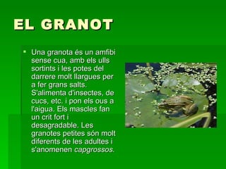 EL GRANOT Una granota és un amfibi sense cua, amb els ulls sortints i les potes del darrere molt llargues per a fer grans salts. S'alimenta d'insectes, de cucs, etc. i pon els ous a l'aigua. Els mascles fan un crit fort i desagradable. Les granotes petites són molt diferents de les adultes i s'anomenen  capgrossos. 