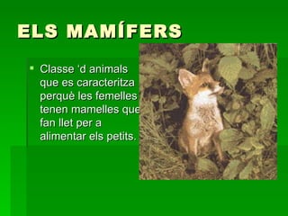 ELS MAMÍFERS Classe ‘d animals que es caracteritza perquè les femelles tenen mamelles que fan llet per a alimentar els petits. 
