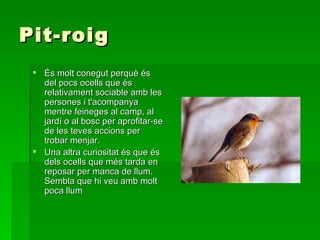 Pit-roig És molt conegut perquè és del pocs ocells que és relativament sociable amb les persones i t'acompanya mentre feineges al camp, al jardí o al bosc per aprofitar-se de les teves accions per trobar menjar. Una altra curiositat és que és dels ocells que més tarda en reposar per manca de llum. Sembla que hi veu amb molt poca llum 