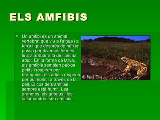 ELS AMFIBIS Un amfibi és un animal vertebrat que viu a l'aigua i a terra i que després de néixer passa per diverses formes fins a arribar a la de l'animal adult. En la forma de larva, els amfibis semblen peixos petits i respiren per brànquies; els adults respiren per pulmons i a través de la pell. El cos dels amfibis sempre està humit. Les granotes, els gripaus i les salamandres són amfibis . 