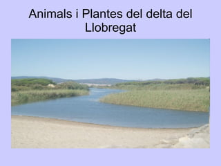 Animals i Plantes del delta del Llobregat 