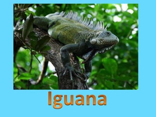 Iguana