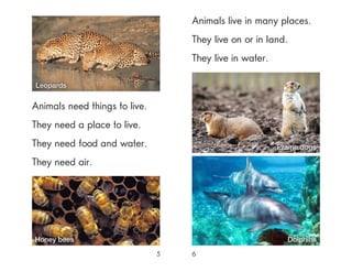 Animals need things to live.
They need a place to live.
They need food and water.
They need air.
5
Animals live in many places.
They live on or in land.
They live in water.
6
Honey bees
Prairie dogs
Leopards
Dolphins
 