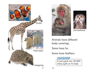 9 10
Animals have different
body coverings.
Some have fur.
Some have feathers.
Fish
Polar bears
Hedgehog
A porcupine has 30,000
sharp quills on its body
Monkeys (fur)
Owl (feathers)
Giraffe
 