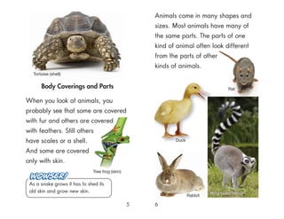 Body Coverings and Parts
When you look at animals, you
probably see that some are covered
with fur and others are covered
with feathers. Still others
have scales or a shell.
And some are covered
only with skin.
5 6
Tortoise (shell)
Animals come in many shapes and
sizes. Most animals have many of
the same parts. The parts of one
kind of animal often look different
from the parts of other
kinds of animals.
As a snake grows it has to shed its
old skin and grow new skin. Ring tailed lemur
Rabbit
Tree frog (skin)
Rat
Duck
 