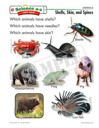 Which animals have shells?
Which animals have needles?
Which animals have skin?
©
Photos.com
© Photos.com
©iStockphoto,GuillermoLobo
©GettyImages,Royalty-free,
GalloImages,AnthonyBannister
©Photos.com
©GettyImages,Royalty-free,
ImageSource
Beetle
Snail
Crab
Hippopotamus
Frog Pig
Lion ﬁshPorcupine
©
Photos.com
© Learning A–Z, Inc. All rights reserved. www.sciencea-z.com
ANIMALS
Shells, Skin, and Spines
©GettyImages,Royalty-free,DianeMacdonald
 