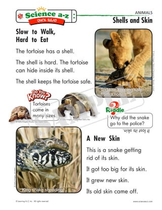 A New Skin
This is a snake getting
rid of its skin.
It got too big for its skin.
It grew new skin.
Its old skin came off.
Tortoises
come in
many sizes.
©GettyImages,NationalGeographic,BeverlyJoubert
©GettyImages,JimMerli
Tortoise keeping safe
from a lion.
King snake shedding.
Slow to Walk,
Hard to Eat
The tortoise has a shell.
The shell is hard. The tortoise
can hide inside its shell.
The shell keeps the tortoise safe.
Why did the snake
go to the police?
Itlostitsskin.
© Getty Images, Royalty-free, Gerry Ellis
© Getty Images, Royalty-free, Digital Vision
© Learning A–Z, Inc. All rights reserved. www.sciencea-z.com
ANIMALS
Shells and Skin
 