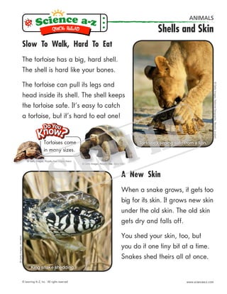 Tortoises come
in many sizes.
Slow To Walk, Hard To Eat
The tortoise has a big, hard shell.
The shell is hard like your bones.
The tortoise can pull its legs and
head inside its shell. The shell keeps
the tortoise safe. It’s easy to catch
a tortoise, but it’s hard to eat one!
©GettyImages,NationalGeographic,BeverlyJoubert
A New Skin
When a snake grows, it gets too
big for its skin. It grows new skin
under the old skin. The old skin
gets dry and falls off.
You shed your skin, too, but
you do it one tiny bit at a time.
Snakes shed theirs all at once.
©GettyImages,JimMerli
King snake shedding.
© Getty Images, Royalty-free, Gerry Ellis
© Learning A–Z, Inc. All rights reserved. www.sciencea-z.com
ANIMALS
Shells and Skin
© Getty Images, Royalty-free, Digital Vision
Tortoise keeping safe from a lion.
 