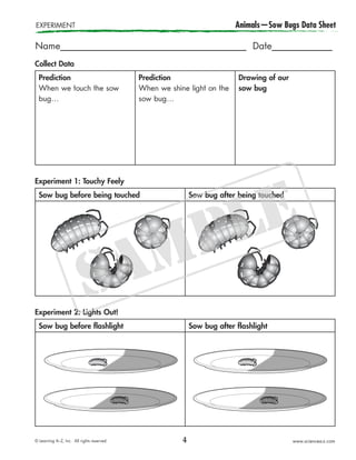 © Learning A–Z, Inc. All rights reserved. www.sciencea-z.com
Collect Data
Prediction
When we touch the sow
bug…
Prediction
When we shine light on the
sow bug…
Drawing of our
sow bug
Experiment 1: Touchy Feely
Sow bug before being touched Sow bug after being touched
Experiment 2: Lights Out!
Sow bug before flashlight Sow bug after flashlight
Name________________________________________ Date_____________
EXPERIMENT Animals—Sow Bugs Data Sheet
4
 