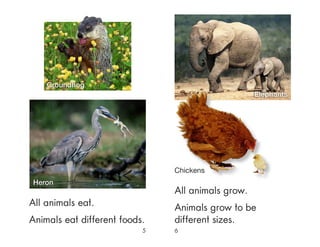 5
All animals eat.
Animals eat different foods.
6
All animals grow.
Animals grow to be
different sizes.
Chickens
Elephants
Heron
Groundhog
 