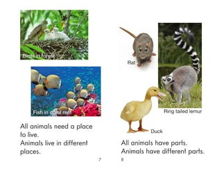 7 8
All animals need a place
to live.
Animals live in different
places.
All animals have parts.
Animals have different parts.
Ring tailed lemur
Rat
Duck
Birds in forest
Fish in coral reef
 