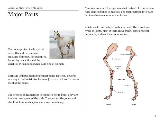 Animal skeletal system