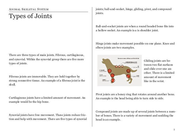 Animal skeletal system