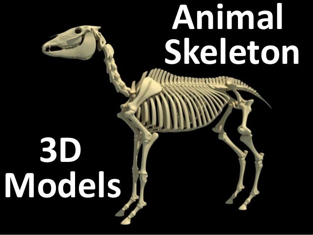 Animal Skeletons