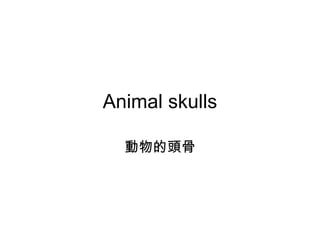 Animal skulls 動物的頭骨 