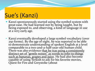 Sue’s (Kanzi)
 Kanzi spontaneously started using the symbol system with
great ease. He had learned not by being taught, but by
being exposed to, and observing, a kind of language in use
at a very early age.
• Kanzi eventually developed a large symbol vocabulary (over
250 forms). By the age of eight, he was reported to be able
to demonstrate understanding of spoken English at a level
comparable to a two-and-a-half-year-old human child.
There was also evidence that he was using a consistently
distinct set of “gentle noises” as words to refer to things
such as bananas, grapes and juice. He had also become
capable of using Yerkish to ask for his favorite movies,
Quest for Fire and Greystoke (about
 
