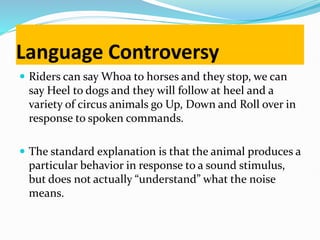Language Controversy
 Riders can say Whoa to horses and they stop, we can
say Heel to dogs and they will follow at heel and a
variety of circus animals go Up, Down and Roll over in
response to spoken commands.
 The standard explanation is that the animal produces a
particular behavior in response to a sound stimulus,
but does not actually “understand” what the noise
means.
 