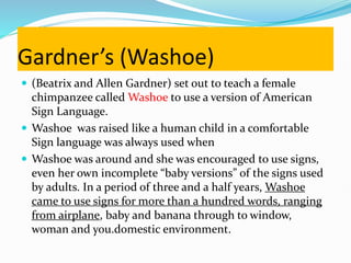 Gardner’s (Washoe)
 (Beatrix and Allen Gardner) set out to teach a female
chimpanzee called Washoe to use a version of American
Sign Language.
 Washoe was raised like a human child in a comfortable
Sign language was always used when
 Washoe was around and she was encouraged to use signs,
even her own incomplete “baby versions” of the signs used
by adults. In a period of three and a half years, Washoe
came to use signs for more than a hundred words, ranging
from airplane, baby and banana through to window,
woman and you.domestic environment.
 