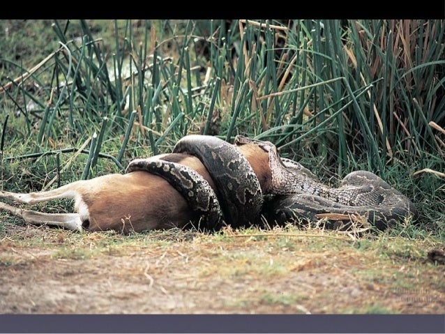 animal slides