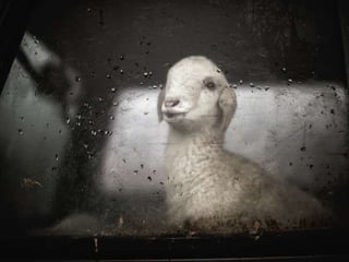 Animals looking through windows | PPSX