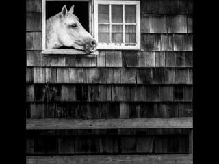 Animals looking through windows | PPSX