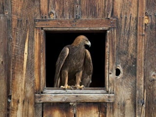 Animals looking through windows | PPSX