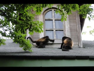 Animals looking through windows | PPSX