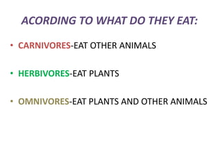 ACORDING TO WHAT DO THEY EAT:
• CARNIVORES-EAT OTHER ANIMALS
• HERBIVORES-EAT PLANTS
• OMNIVORES-EAT PLANTS AND OTHER ANIMALS

 