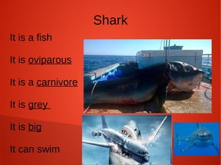 Shark
It is a fish
It is oviparous
It is a carnivore
It is grey
It is big
It can swim
 