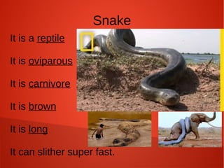 Snake
It is a reptile
It is oviparous
It is carnivore
It is brown
It is long
It can slither super fast.
 