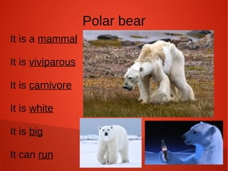 Polar bear
It is a mammal
It is viviparous
It is carnivore
It is white
It is big
It can run
 