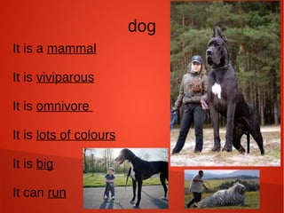dog
It is a mammal
It is viviparous
It is omnivore
It is lots of colours
It is big
It can run
 