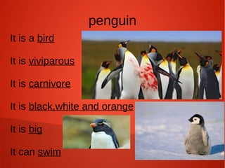 penguin
It is a bird
It is viviparous
It is carnivore
It is black,white and orange
It is big
It can swim
 