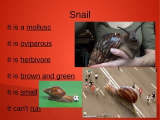 Snail
It is a mollusc
It is oviparous
It is herbivore
It is brown and green
It is small
It can't run
 