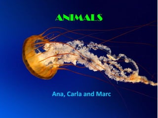 ANIMALS

Ana, Carla and Marc

 