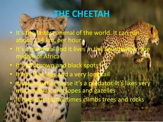 THE CHEETAH
• It’s the fastest animal of the world. It can run
about 114 km. per hour
• It’s a mammal and it lives in the Savannah, in the
middle of Africa
• It’s has brown and black spots
• It has four legs and a very long tail
• It eats meat because it’s a predator. It’s likes very
much zebras, antelopes and gazelles
• It runs but it sometimes climbs trees and rocks

 