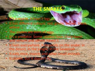 THE SNAKES
• It’s a reptile. It hasn’t legs
• It has different colours: red, green, brown, black,
yellow …
• The snakes are born of eggs
• It’s a predator. Some snakes have sharp teeth
and venom and others haven´t
• It lives everywhere. It depends on the snake: in
the desert, in the jungle, in the Savannah …
• It eats mice, insects and other small animals
• It climbs, but it doesn’t fly.

 