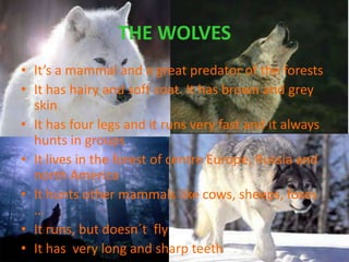 THE WOLVES
• It’s a mammal and a great predator of the forests
• It has hairy and soft coat. It has brown and grey
skin
• It has four legs and it runs very fast and it always
hunts in groups
• It lives in the forest of centre Europe, Russia and
north America
• It hunts other mammals like cows, sheeps, foxes
…
• It runs, but doesn´t fly
• It has very long and sharp teeth

 