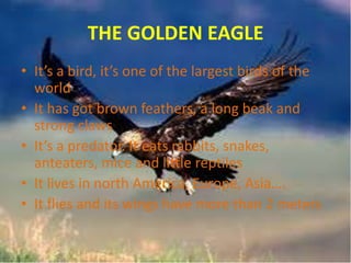 THE GOLDEN EAGLE
• It’s a bird, it’s one of the largest birds of the
world
• It has got brown feathers, a long beak and
strong claws
• It’s a predator. It eats rabbits, snakes,
anteaters, mice and little reptiles
• It lives in north America, Europe, Asia….
• It flies and its wings have more than 2 meters

 