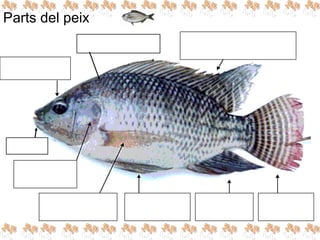 Parts del peix
 