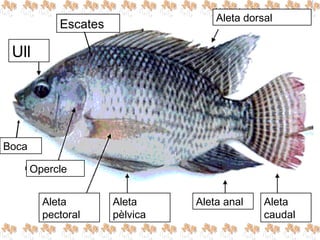 Ull
Aleta dorsal
Opercle
Aleta
pectoral
Aleta
pèlvica
Aleta anal Aleta
caudal
Boca
Escates
 