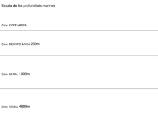 Escala de les profunditats marines
Zona MESOPELÀGICA 200m
Zona BATIAL 1000m
Zona ABISAL 4000m
Zona EPIPELÀGICA
 