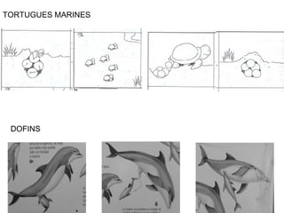 TORTUGUES MARINES
DOFINS
 