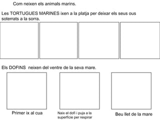 Com neixen els animals marins.
Les TORTUGUES MARINES ixen a la platja per deixar els seus ous
soterrats a la sorra.
Els DOFINS neixen del ventre de la seva mare.
Primer ix al cua Naix el dofí i puja a la
superfície per respirar
Beu llet de la mare
 