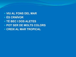 VIU AL FONS DEL MAR
 ÉS CRNÍVOR
 TÉ BEC I DOS ALETES
 POT SER DE MOLTS COLORS
 CREIX AL MAR TROPICAL

 