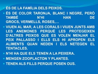  ÉS DE LA FAMÍLIA DELS PEIXOS.

 ÉS DE COLOR TARONJA, BLANC I NEGRE, PERÒ








TAMBÉ
N’HI
HAN
DE
GROCS, VERMELLS, ROSES,…
VIUEN AL MAR, A LES CORALS I VIUEN JUNTS AMB
LES ANEMONES PERQUÈ LES PROTEGEIXEN
D’ALTRES PEIXOS QUE ES VOLEN MENJAR EL
PEIX PALLASSO I ELLS ELS HI APROPEN ELS
ALIMENTS QUAN NEDEN I ELS NETEGEN EL
TENTACLES.
N’HI HA QUE ELS TENEN A LA PEIXERA.
MENGEN ZOOPLACTON Y PLANTES.
TENEN ALS FILLS PERQUE POSEN OUS.

 