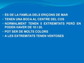  ÉS DE LA FAMÍLIA DELS ERIÇONS DE MAR
 TENEN UNA BOCA AL CENTRE DEL COS
 NORMALMENT TENEN 5 EXTREMITATS PERÒ EN

PODEN HAVER DE 10 I 20.
 POT SER DE MOLTS COLORS
 A LES EXTREMITATS TENEN VENTOSES

 