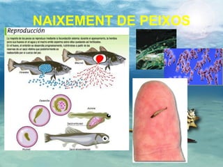 NAIXEMENT DE PEIXOS 