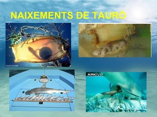 NAIXEMENTS DE TAURÓ 