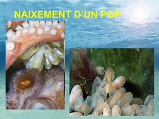 NAIXEMENT D’UN POP 